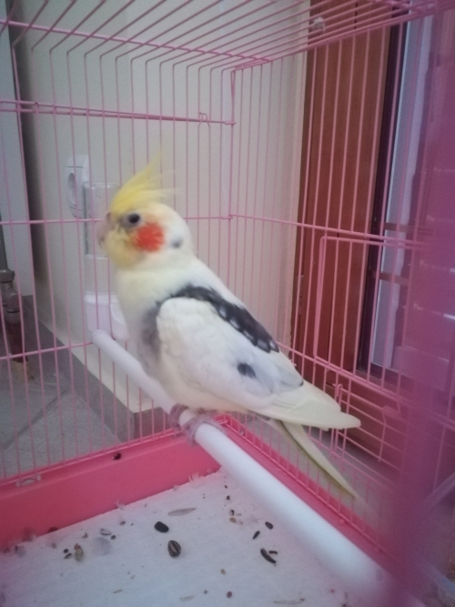 Βρέθηκε κοκατιλ στην Πετρούπολη!