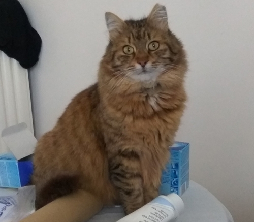 Χάθηκε γάτα, Άνω Πατήσια