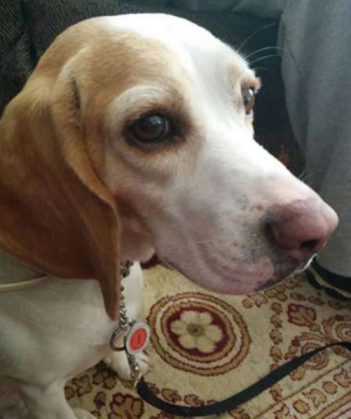 &Chi;ά&theta;&eta;&kappa;&epsilon; &sigma;&tau;&eta;&nu; &Alpha;&lambda;&iota;&kappa;&alpha;&rho;&nu;&alpha;&sigma;&sigma;ό