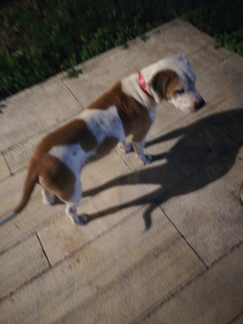 Βρέθηκε σκύλος