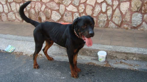 &Beta;&rho;έ&theta;&eta;&kappa;&epsilon; &Rho;&omicron;&tau;&beta;ά&iota;&lambda;&epsilon;&rho;, &Pi;&alpha;&lambda;&alpha;&iota;ό &Psi;&upsilon;&chi;&iota;&kappa;ό