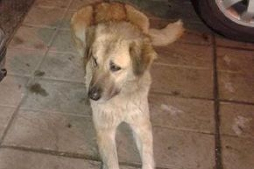 &Chi;ά&theta;&eta;&kappa;&epsilon; &mu;&pi;&epsilon;&zeta; &sigma;&kappa;&upsilon;&lambda;ά&kappa;&iota;, &Delta;&rho;ά&mu;&alpha;