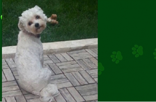 &Chi;ά&theta;&eta;&kappa;&epsilon; &Sigma;&kappa;ύ&lambda;&omicron;&sigmaf;, &theta;&eta;&lambda;&upsilon;&kappa;ό &Mu;&alpha;&lambda;&tau;έ&zeta;, &Gamma;&lambda;&upsilon;&phi;ά&delta;&alpha;