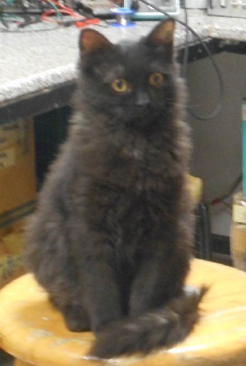 Χάθηκε γάτα στο Φίλυρο Θεσσαλονίκης στη περιοχή Τρία Πλατάνια