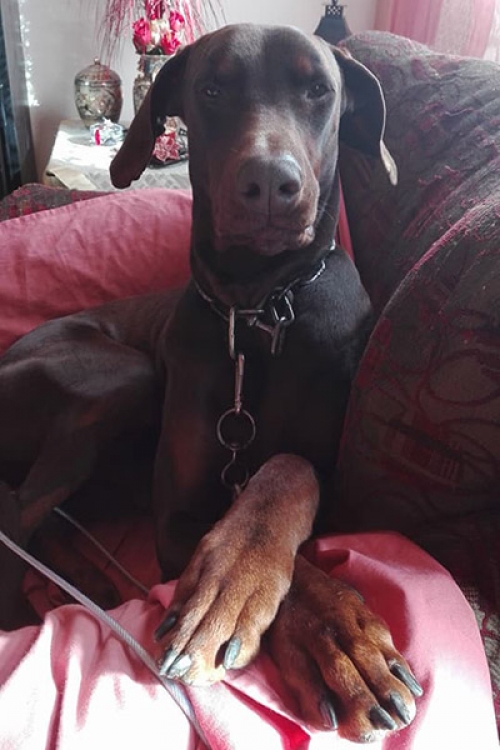 Χάθηκε σκύλος, Αχαρνές