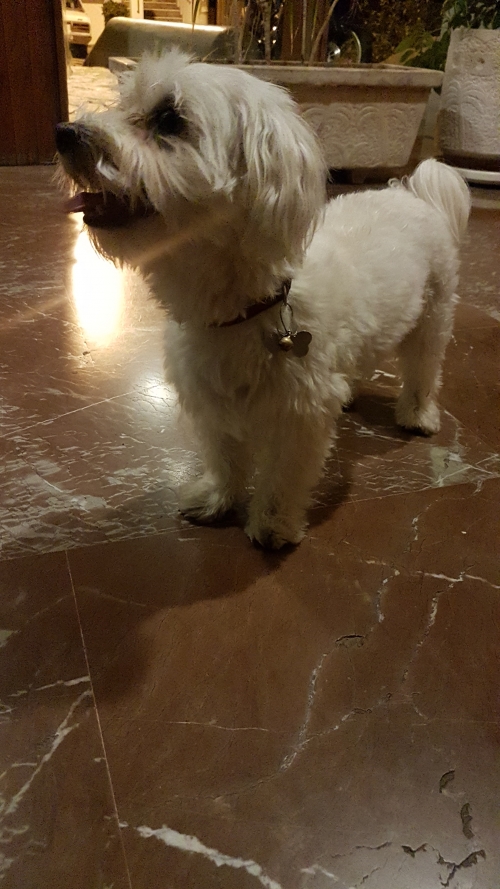 Ευρεση Μαλτεζ στη Κατεχακη κοντα με το ονμα Toffi