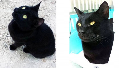 &Chi;ά&theta;&eta;&kappa;&epsilon; &mu;&alpha;ύ&rho;&omicron;&sigmaf; &gamma;ά&tau;&omicron;&sigmaf;, &Alpha;&rho;&gamma;&upsilon;&rho;&omicron;ύ&pi;&omicron;&lambda;&eta;