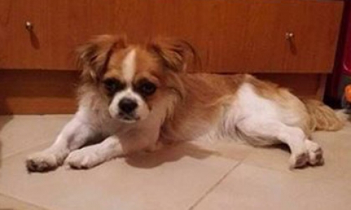 Βρέθηκε θηλυκό King Charles, Χαλκιδική