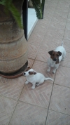&Chi;ά&theta;&eta;&kappa;&alpha;&nu; 2 &theta;&eta;&lambda;&upsilon;&kappa;ά mini Jack Russel &Alpha;&rho;&tau;έ&mu;&iota;&delta;&alpha; &Alpha;&tau;&tau;&iota;&kappa;ή&sigmaf; [&Alpha;&nu;&theta;ή &kappa;&alpha;&iota; &Rho;ά&iota;&alpha;]
