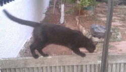 &Chi;ά&theta;&eta;&kappa;&epsilon; &mu;&alpha;ύ&rho;&omicron;&sigmaf; &Gamma;ά&tau;&omicron;&sigmaf;, &Chi;&alpha;&lambda;ά&nu;&delta;&rho;&iota;