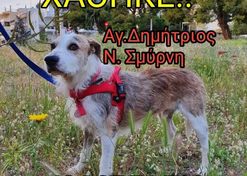 Χάθηκε σκύλος, Ν. Σμύρνη