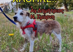 &Chi;ά&theta;&eta;&kappa;&epsilon; &sigma;&kappa;ύ&lambda;&omicron;&sigmaf;, &Nu;. &Sigma;&mu;ύ&rho;&nu;&eta;