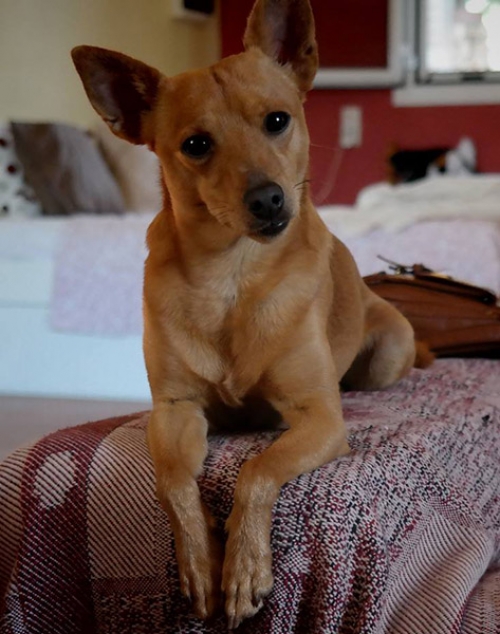 Χάθηκε καφέ Πίντσερ, Νέα Πέραμος