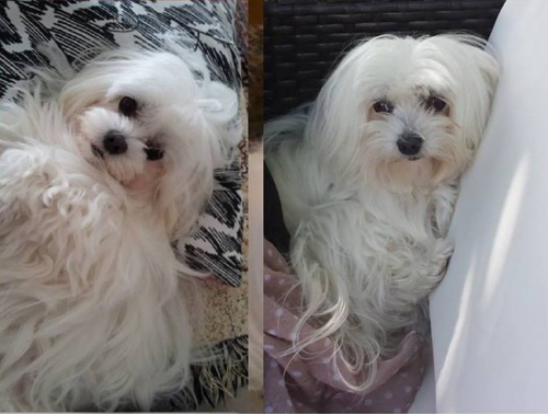 Χάθηκε Μαλτέζ, Ψυχικό