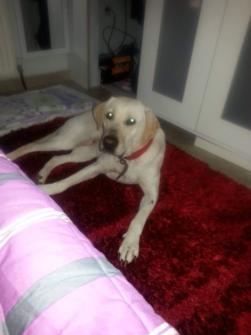 Χάθηκε λαμπραντόρ