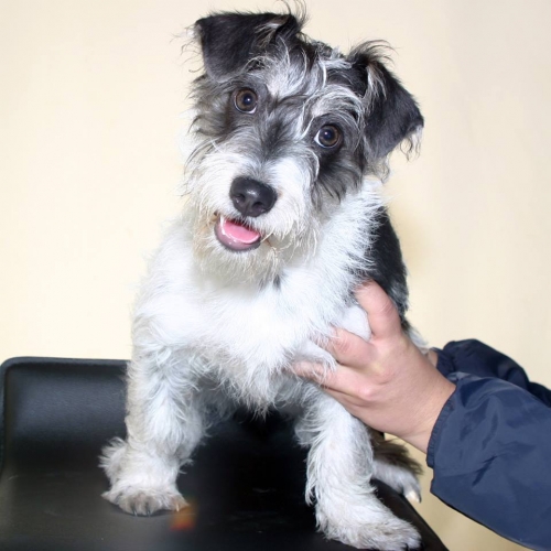 &Beta;&rho;έ&theta;&eta;&kappa;&epsilon; &alpha;&sigma;&pi;&rho;ό&mu;&alpha;&upsilon;&rho;&omicron; &sigma;&kappa;&upsilon;&lambda;ά&kappa;&iota;