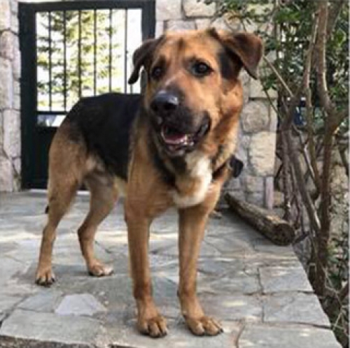 Βρέθηκε ημίαιμο Λυκόσκυλο, Εκάλη