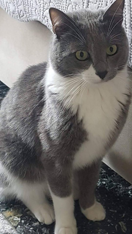 Χάθηκε γάτος, Χαϊδάρι