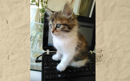 &Chi;ά&theta;&eta;&kappa;&epsilon; &theta;&eta;&lambda;&upsilon;&kappa;ό &gamma;&alpha;&tau;ά&kappa;&iota;, &Nu;έ&alpha; &Zeta;&omega;ή