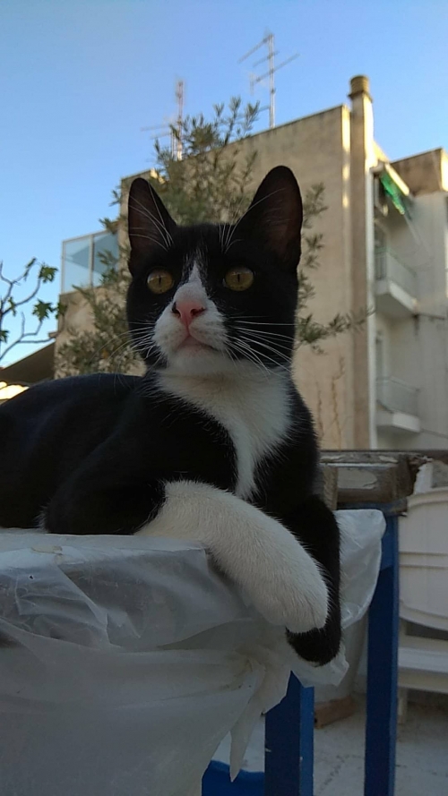 ΧΑΘΗΚΕ ΓΑΤΟΣ