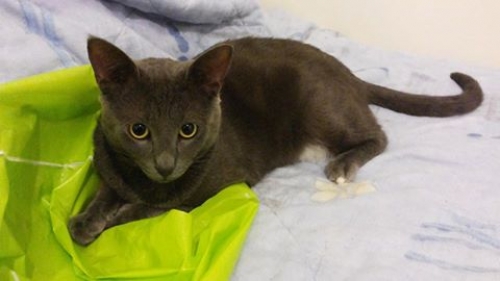 &Chi;ά&theta;&eta;&kappa;&epsilon; &gamma;&kappa;&rho;ί&zeta;&omicron; &gamma;&alpha;&tau;ά&kappa;&iota;, &Pi;ά&tau;&rho;&alpha;