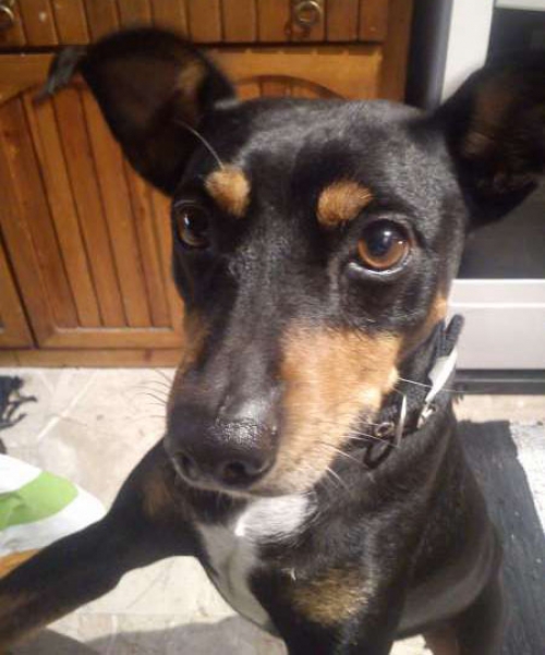 &Chi;ά&theta;&eta;&kappa;&epsilon; &Pi;ί&nu;&tau;&sigma;&epsilon;&rho;, &Nu;. &Chi;&alpha;&lambda;&kappa;&eta;&delta;ό&nu;&alpha;