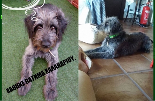 &Chi;ά&theta;&eta;&kappa;&epsilon; &Sigma;&kappa;ύ&lambda;&omicron;&sigmaf;, &alpha;&rho;&sigma;&epsilon;&nu;&iota;&kappa;ό &Gamma;&kappa;&rho;&iota;&phi;ό&nu;, &Chi;&alpha;&lambda;ά&nu;&delta;&rho;&iota;