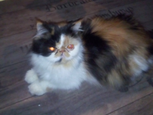 Χάθηκε γάτα Περσίας, Αιγάλεω