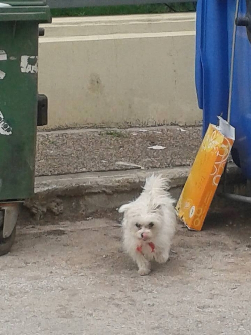 &Beta;&rho;έ&theta;&eta;&kappa;&epsilon; ά&sigma;&pi;&rho;&omicron; &sigma;&kappa;&upsilon;&lambda;ά&kappa;&iota;, &Mu;&alpha;&rho;&omicron;ύ&sigma;&iota;