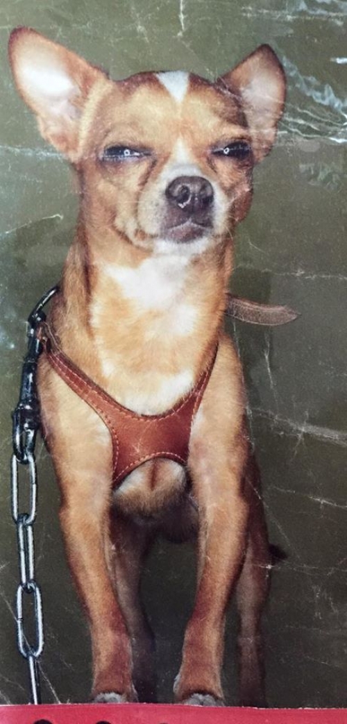 &Chi;ά&theta;&eta;&kappa;&epsilon; &mu;&pi;&epsilon;&zeta; &Tau;&sigma;&iota;&omicron;&upsilon;ά&omicron;&upsilon;&alpha;, &Nu;έ&omicron;&sigmaf; &Kappa;ό&sigma;&mu;&omicron;&sigmaf;