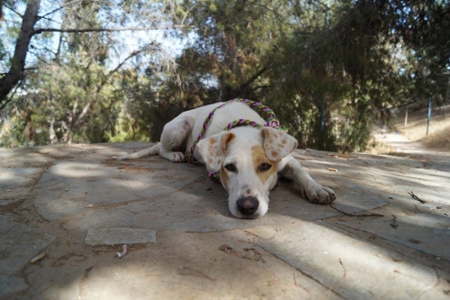 &Chi;ά&theta;&eta;&kappa;&epsilon; &theta;&eta;&lambda;&upsilon;&kappa;ό &Sigma;&kappa;&upsilon;&lambda;ά&kappa;&iota;, &Pi;&omicron;&lambda;ύ&gamma;&omega;&nu;&omicron;