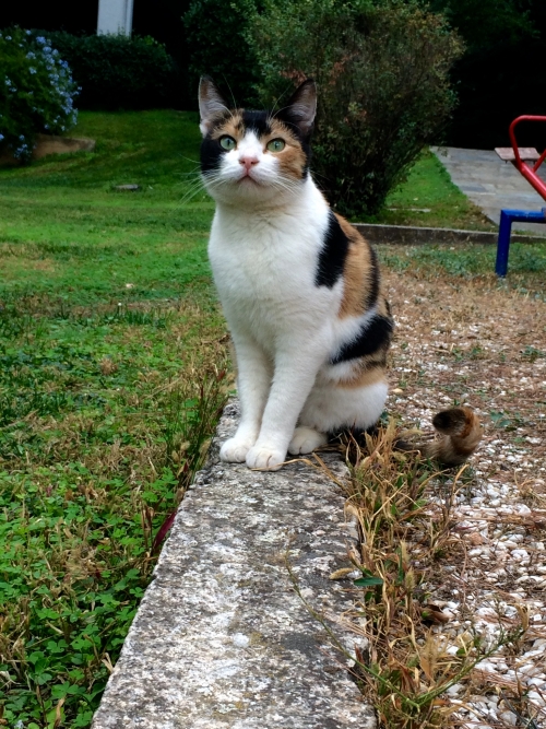 Χάθηκε / Κλάπηκε Γατα