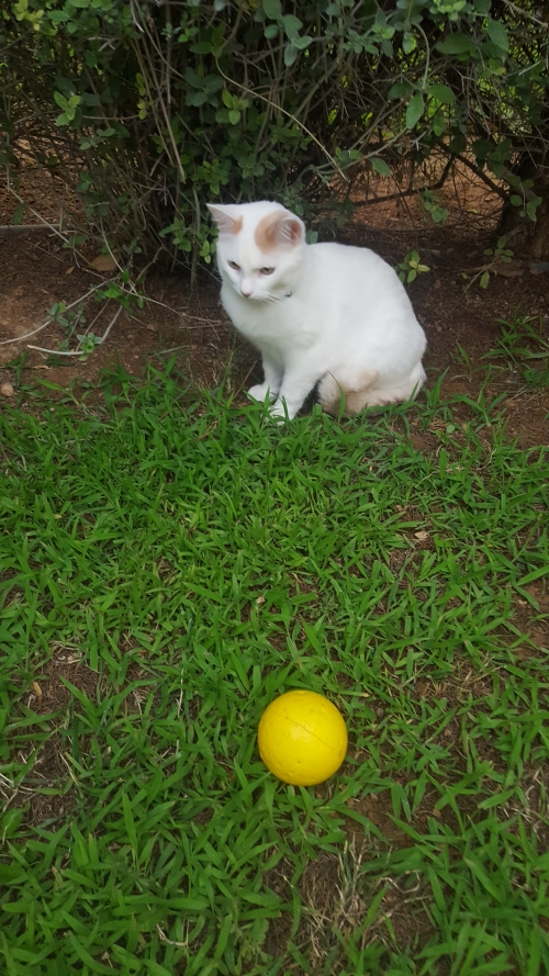Χάθηκε Γάτα στην Νέα Κηφισιά, Γεωργίου Λύρα 66, πλησίον Σκλαβενίτη