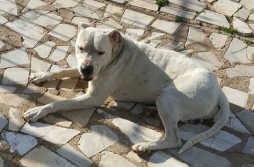 &Chi;ά&theta;&eta;&kappa;&epsilon; &eta;&mu;ί&alpha;&iota;&mu;&omicron; Dogo Argentino, &Mu;έ&gamma;&alpha;&rho;&alpha;
