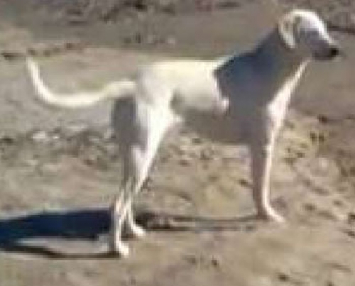 Χάθηκε λευκός σκύλος