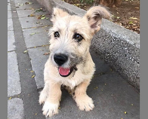 Βρέθηκε μπεζ σκύλος, Θεσ/νίκη