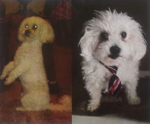 Χάθηκε Μπισόν Φρισέ, διόδια Αφίδνες