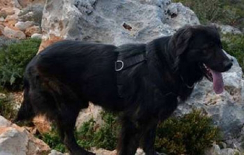 &Chi;ά&theta;&eta;&kappa;&epsilon; &eta;&mu;ί&alpha;&iota;&mu;&omicron; &Lambda;ά&mu;&pi;&rho;&alpha;&nu;&tau;&omicron;&rho;