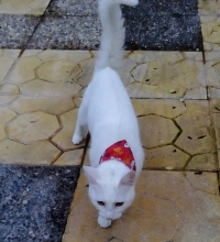 Βρέθηκε λευκή γάτα, Βύρωνας