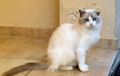 &Chi;ά&theta;&eta;&kappa;&epsilon; &Gamma;ά&tau;&omicron;&sigmaf;, &alpha;&rho;&sigma;&epsilon;&nu;&iota;&kappa;ό &lambda;&epsilon;&upsilon;&kappa;ό &mu;&pi;&epsilon;&zeta;, &Pi;&alpha;&pi;ά&gamma;&omicron;&upsilon;