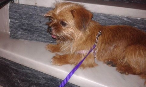 &Chi;ά&theta;&eta;&kappa;&epsilon; &Sigma;&kappa;ύ&lambda;&omicron;&sigmaf;, &theta;&eta;&lambda;&upsilon;&kappa;ό &kappa;&alpha;&phi;έ &mu;&pi;&epsilon;&zeta;, &Nu;έ&alpha; &Iota;&omega;&nu;ί&alpha;