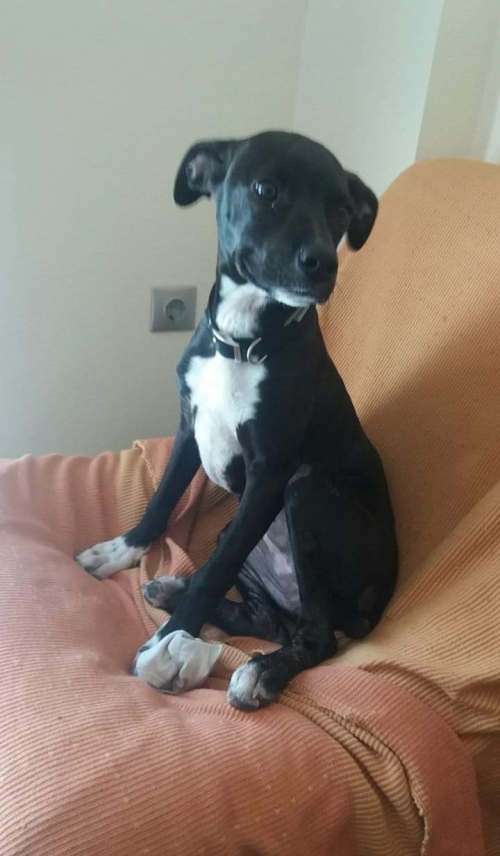 ΧΑΘΗΚΕ ΣΚΥΛΑΚΙ 29/05/2018 ΣΤΗΝ ΛΥΚΟΒΡΥΣΗ! ΑΚΟΥΕΙ ΣΤΟ ΟΝΟΜΑ ΡΕΪΤΣΕΛ!!!