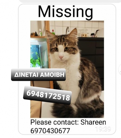 Χάθηκε γάτος Φιλοπάππου