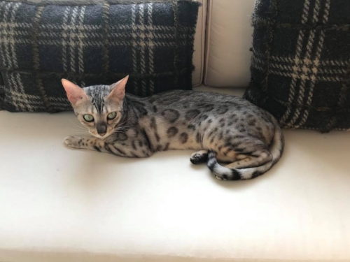 Χάθηκε γάτα Βεγγάλης, Άλιμος