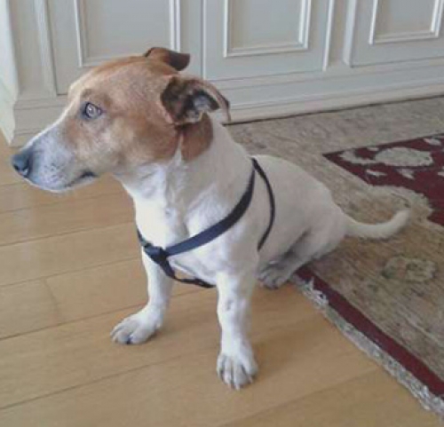 &Beta;&rho;έ&theta;&eta;&kappa;&epsilon; &Tau;&zeta;&alpha;&kappa; &Rho;&alpha;&sigma;&epsilon;&lambda;, &Theta;&epsilon;&sigma;/&nu;ί&kappa;&eta;