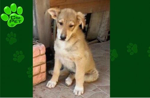 &Chi;ά&theta;&eta;&kappa;&epsilon; &Sigma;&kappa;ύ&lambda;&omicron;&sigmaf;, &mu;&pi;&epsilon;&zeta; &eta;&mu;ί&alpha;&iota;&mu;&omicron;, &Epsilon;&pi;&alpha;&nu;&omicron;&mu;ή