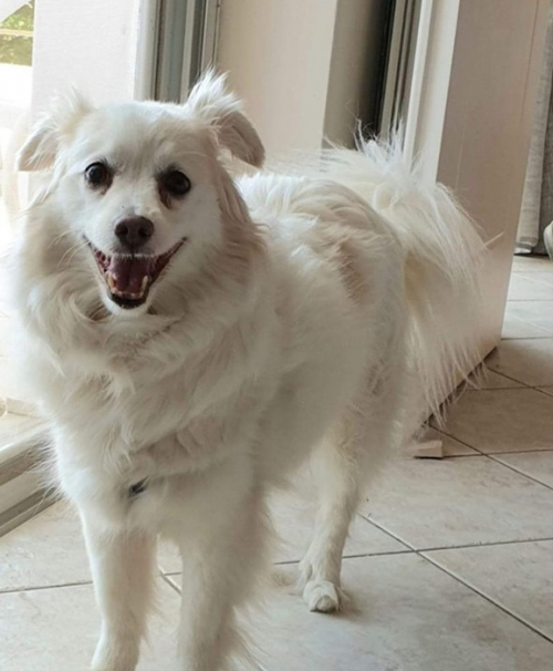 Χάθηκε θηλυκό Σπιτζ, Περιστέρι