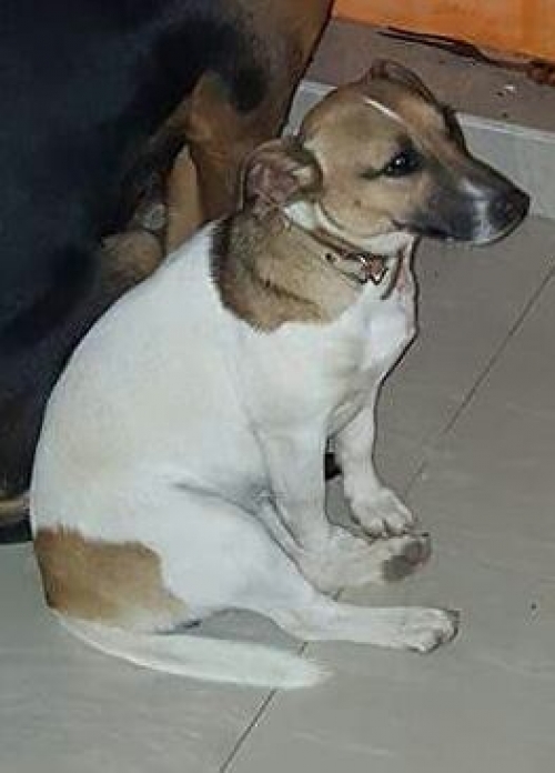 &Chi;ά&theta;&eta;&kappa;&epsilon; &alpha;&sigma;&pi;&rho;&omicron;-&kappa;&alpha;&phi;έ &sigma;&kappa;&upsilon;&lambda;ά&kappa;&iota;