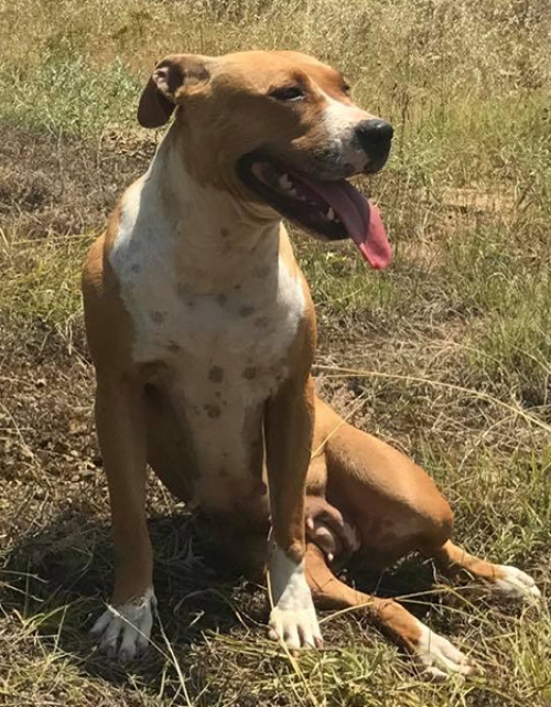 Χάθηκε Πίτμπουλ, Φίλυρο Θεσ/νίκης