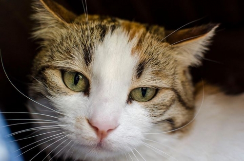 Χάθηκε θηλυκή γάτα, Ανθούσα